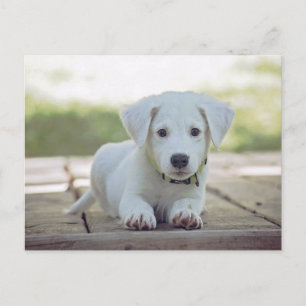 cute white dog puppy postcard