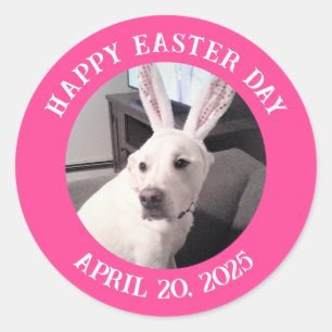 Cute White Dog Wearing Easter Bunny Ears Pink Classic Round Sticker