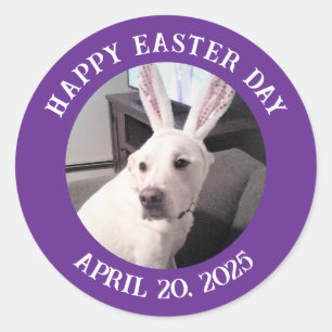 Cute White Dog Wearing Easter Bunny Ears Purple Classic Round Sticker
