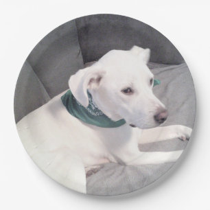Cute White Dog Wearing Green Scarf on Grey Blanket Paper Plate