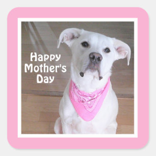 Cute White Dog Wearing Pink Scarf Mother's Day Squ Square Sticker