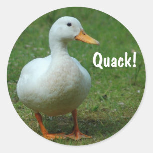 Cute white duck stickers