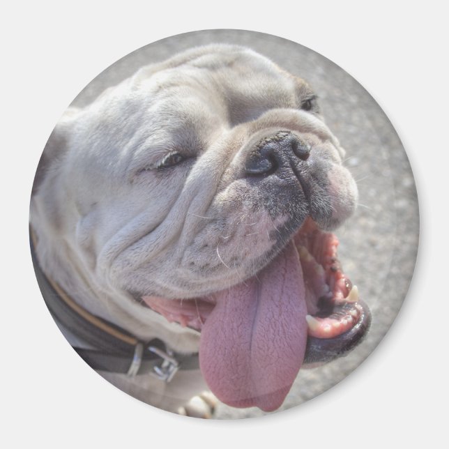 Cute White English Bulldog Magnet (Front)