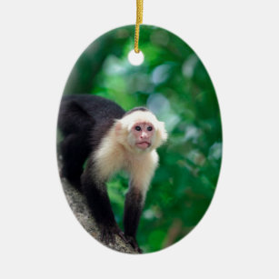 Cute white faced capuchin monkey Nicaragua Ceramic Tree Decoration
