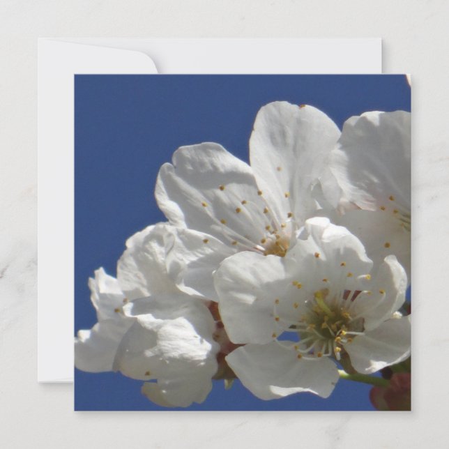 Cute White Flowers (Front)