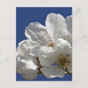 Cute White Flowers Postcard