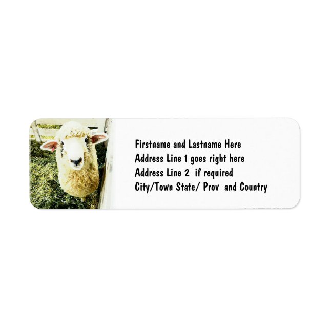 Cute White Fluffy Sheep (Front)