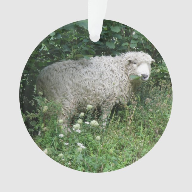 Cute White Fluffy Sheep Eating Acrylic Ornament (Front)