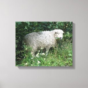 Cute White Fluffy Sheep Eating Canvas Print