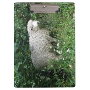 Cute White Fluffy Sheep Eating Clipboard