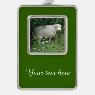 Cute White Fluffy Sheep Eating Custom Ornament