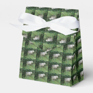 Cute White Fluffy Sheep Eating Favour Box