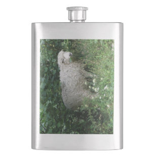 Cute White Fluffy Sheep Eating Flask