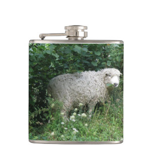 Cute White Fluffy Sheep Eating Flask
