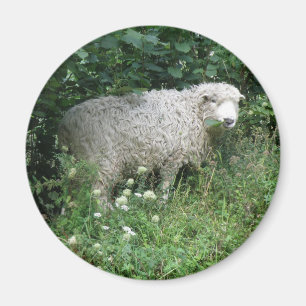 Cute White Fluffy Sheep Eating Magnet