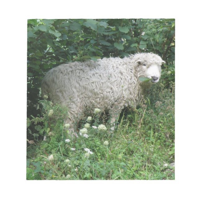 Cute White Fluffy Sheep Eating Notepad (Front)
