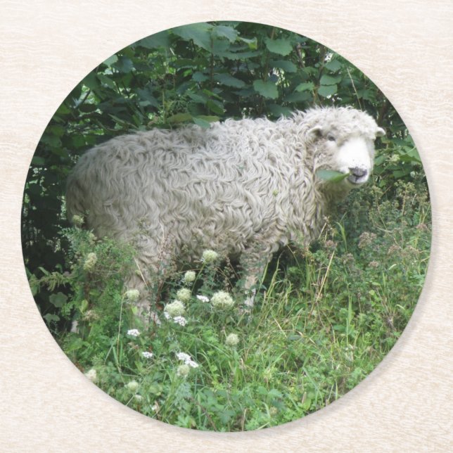 Cute White Fluffy Sheep Eating Paper Coasters (Front)