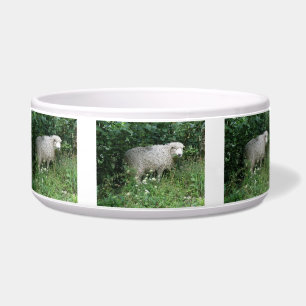 Cute White Fluffy Sheep Eating Pet Bowl