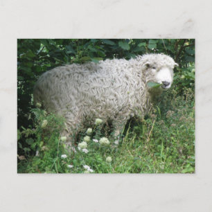 Cute White Fluffy Sheep Eating Postcard