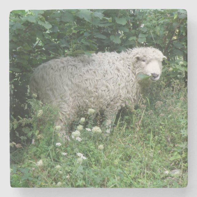Cute White Fluffy Sheep Eating Stone Coaster (Front)