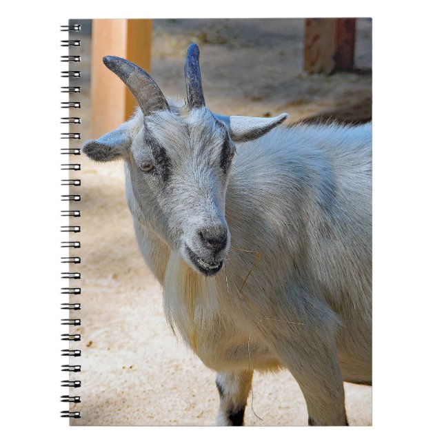 Cute White Goat Photo Notebook (Front)