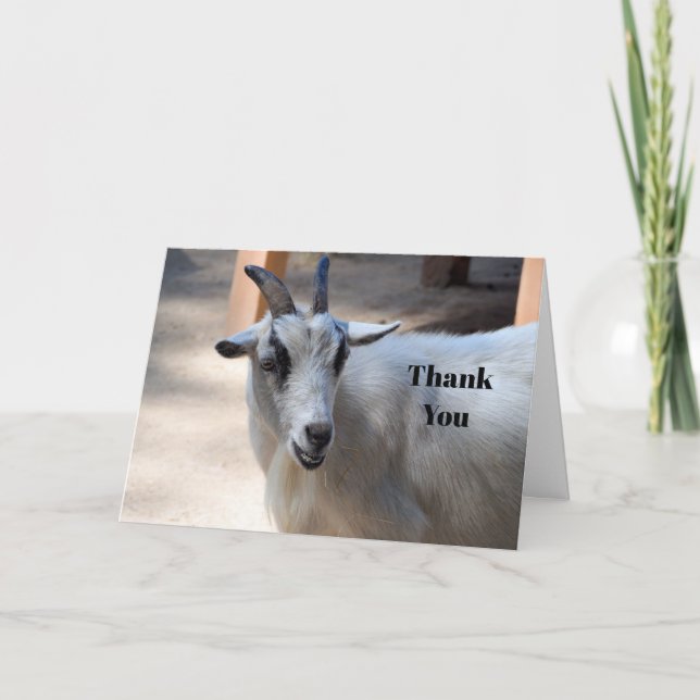 Cute White Goat Photo Thank You Card (Front)