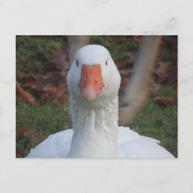 Cute White Goose Close Up DIY Postcard (Front)