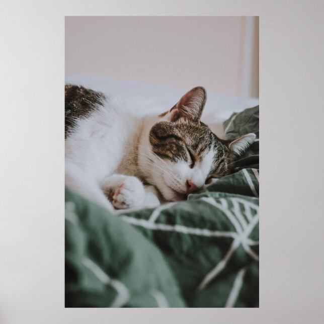 Cute White Grey Cat Sleeping Poster (Front)