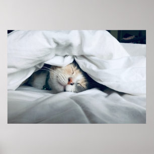 Cute White Grey Cream Cat Sleeping Poster