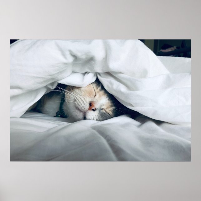  Cute White Grey Cream Cat Sleeping Poster (Front)