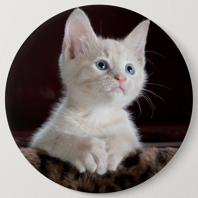 Cute white kitten portrait 6 cm round badge (Front)