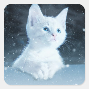 Cute White Kitten with Pretty Blue Eyes Square Sticker