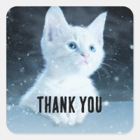 Cute White Kitten with Pretty Blue Eyes Thank You
