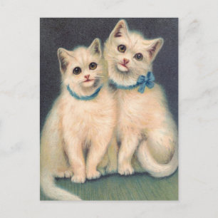 Cute White Kittens Postcard