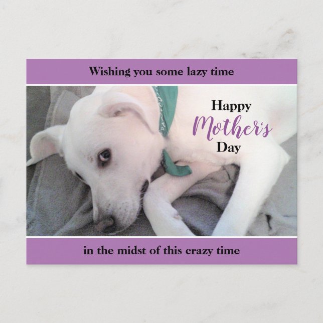 Cute White Labrador Dog Lazy Mother's Day Lavender Postcard (Front)