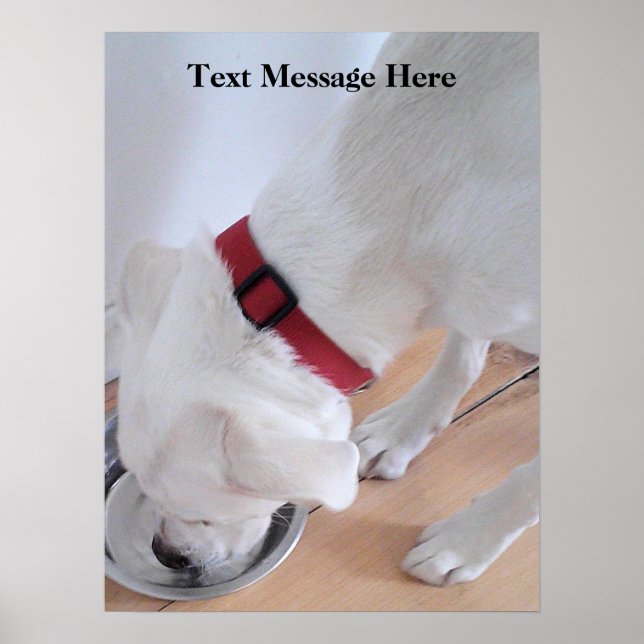 Cute White Labrador Mix Puppy Dog Drinking Water Poster (Front)