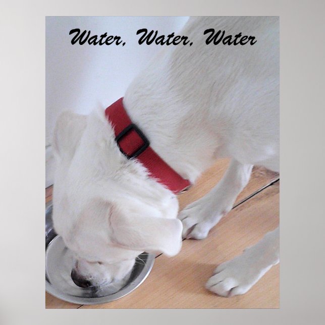 Cute White Labrador Mix Puppy Dog Drinking Water Poster (Front)