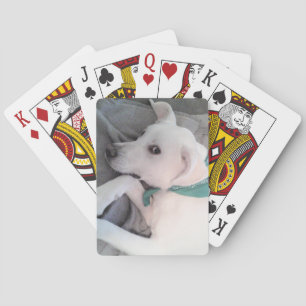 Cute White Labrador Mix Wearing Green Scarf Playing Cards