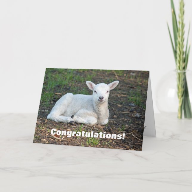 Cute White Lamb Congratulations Baptism Card (Front)
