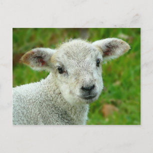 Cute white little lamb postcard