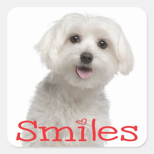 Cute White Maltese Puppy Dog Hello Smiles Love Square Sticker (Front)