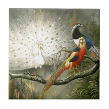 Cute White peacock couple pheasant partying