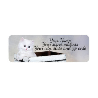 Cute White Persian Kitten