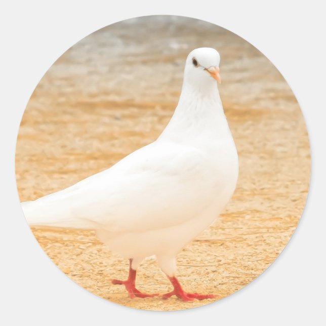 Cute White Pigeon Classic Round Sticker (Front)