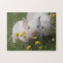 Cute White Piglets in Yellow Flowers - Baby Animal