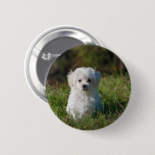 Cute white puppy 6 cm round badge