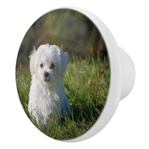 Cute white puppy ceramic knob