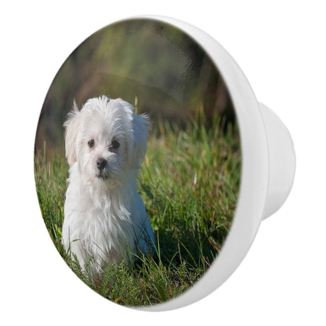 Cute white puppy ceramic knob (Right)
