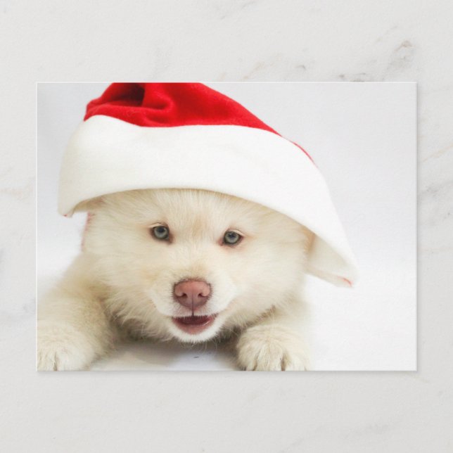 Cute White Puppy Dog in a Santa Hat Christmas Postcard (Front)