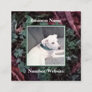 Cute White Puppy Dog Shamrocks Clovers Green Square Business Card
